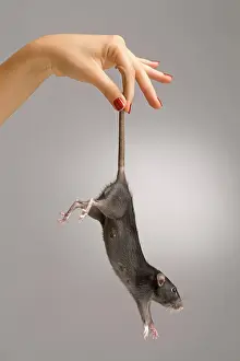 Dangling: Brown Rat - dangling from tail