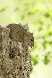 Norvegicus: Brown rat - Feeding on tree stump - Romania