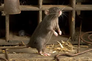 Norvegicus: Brown Rat - on hind legs