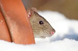 Norvegicus: Brown Rat - looking out from garden flowerpot in snow