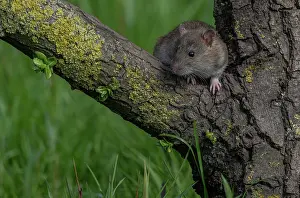 Zoological: Brown rat, Rattus norvegicus, climbing a tree to reach food