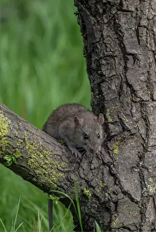 Zoological: Brown rat, Rattus norvegicus, climbing a tree to reach food