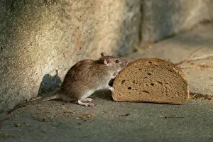 Smell: Brown rat (Rattus norvegicus) sniffs on bread, Thuringia