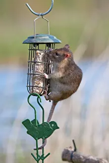 Norvegicus: Brown Rat - Single adult feeding on fat balls