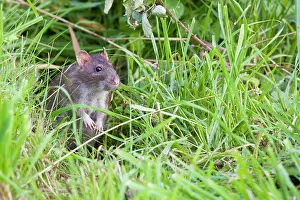 Norvegicus: Brown Rat - Single adult sitting in grass
