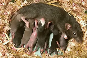 Norvegicus: Brown Rat - suckling young