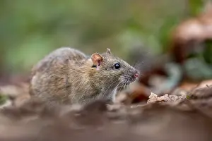Creature: Brown Rat - UK