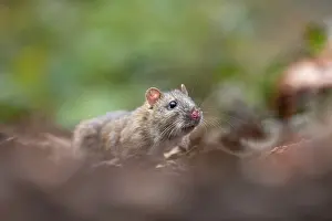 Creature: Brown Rat - UK