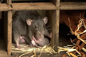 Norvegicus: Brown Rat - with young
