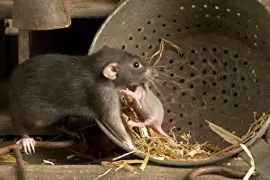 Norvegicus: Brown Rat - with young