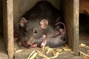 Norvegicus: Brown Rat - with young