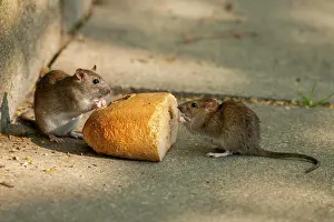 Rats: Brown rats (Rattus norvegicus) eating bread, Thuringia
