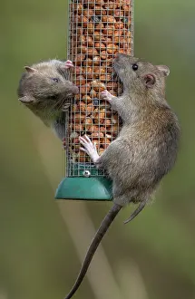 Rats: Brown rats, Rattus norvegicus, feeding at bird p