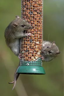 Rats: Brown rats, Rattus norvegicus, feeding at bird p