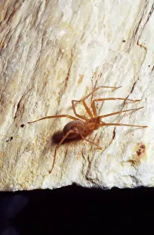Loxosceles: Brown Recluse Spider