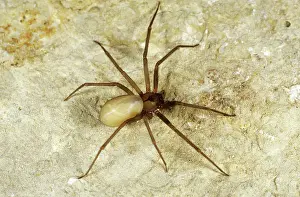 Loxosceles: Brown Recluse Spider