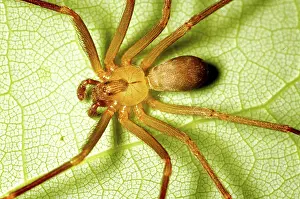 Loxosceles: Brown Recluse Spider