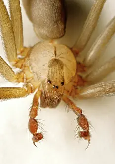 Loxosceles: Brown Recluse Spider