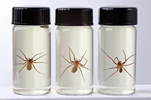 Deadly: Brown Recluse Spider