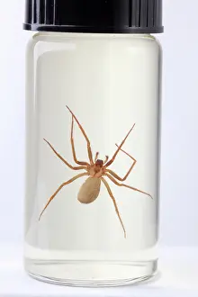 Deadly: Brown Recluse Spider