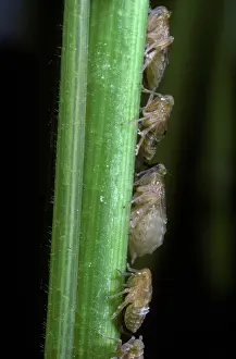 Planthopper: Brown Rice Planthoppers