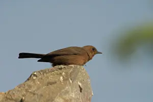 Cercomela: Brown Rock-Chat / Indian CHAT - Frequents rocky