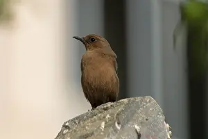 Cercomela: Brown Rock-Chat / Indian CHAT - perched on rock