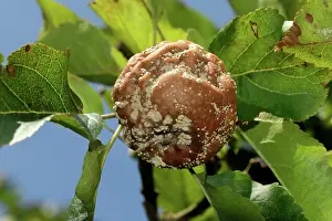 Laxa: Brown rot on apples