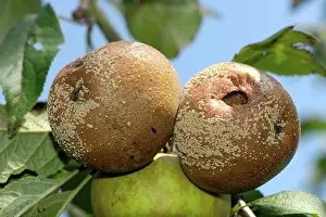 Laxa: Brown rot on apples