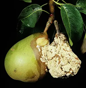 Mold: Brown rot (Sclerotinia fructigena)