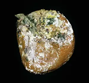 Mold: Brown rot (Trichoderma sp.)