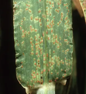 Halo: Brown rust on barley