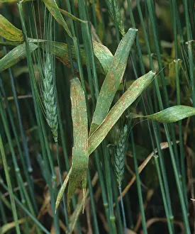 Flagleaves: Brown rust infection