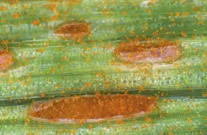 Vulgare: Brown Rust (Puccinia hordei) on Barley