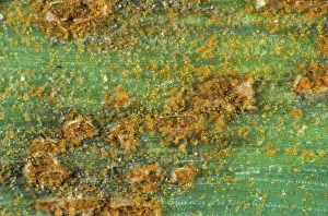Vulgare: Brown Rust (Puccinia hordei) on barley