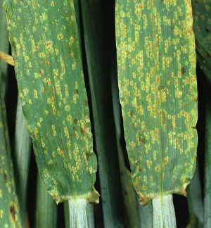 Margin: Brown Rust (Puccinia hordei) on Barley leaves