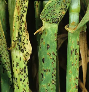 Vulgare: Brown Rust (Puccinia hordei) on Barley stems