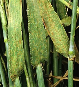 Hordeum: Brown Rust (Puccinia hordei) infected Barley