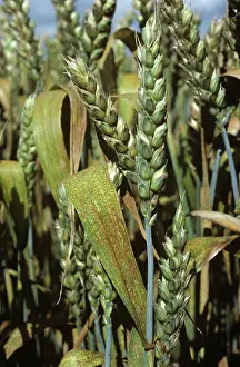 Poaceae: Brown Rust (Puccinia recondita) on Wheat