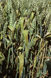 Poaceae: Brown Rust (Puccinia recondita) on Wheat