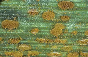 Poaceae: Brown Rust (Puccinia recondita) on Wheat