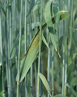Recondita: Brown Rust on Rye leaf