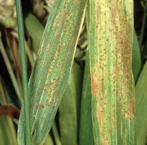 Infected: Brown rust on wheat