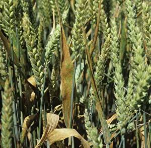 Flagleaves: Brown rust on wheat flagleaves