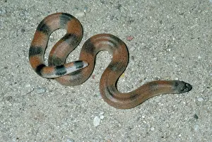 Decoy: Brown Sand Boa