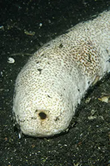 Bohadschia: Brown Sandfish Sea Cucumber