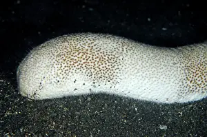 Bohadschia: Brown Sandfish Sea Cucumber on black sand TK1 dive