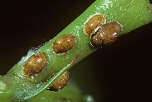 Homoptera: Brown Scale Insect