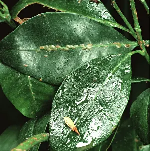 Sticky: Brown scale insect and honeydew