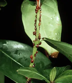 Sucker: Brown Scale Insects